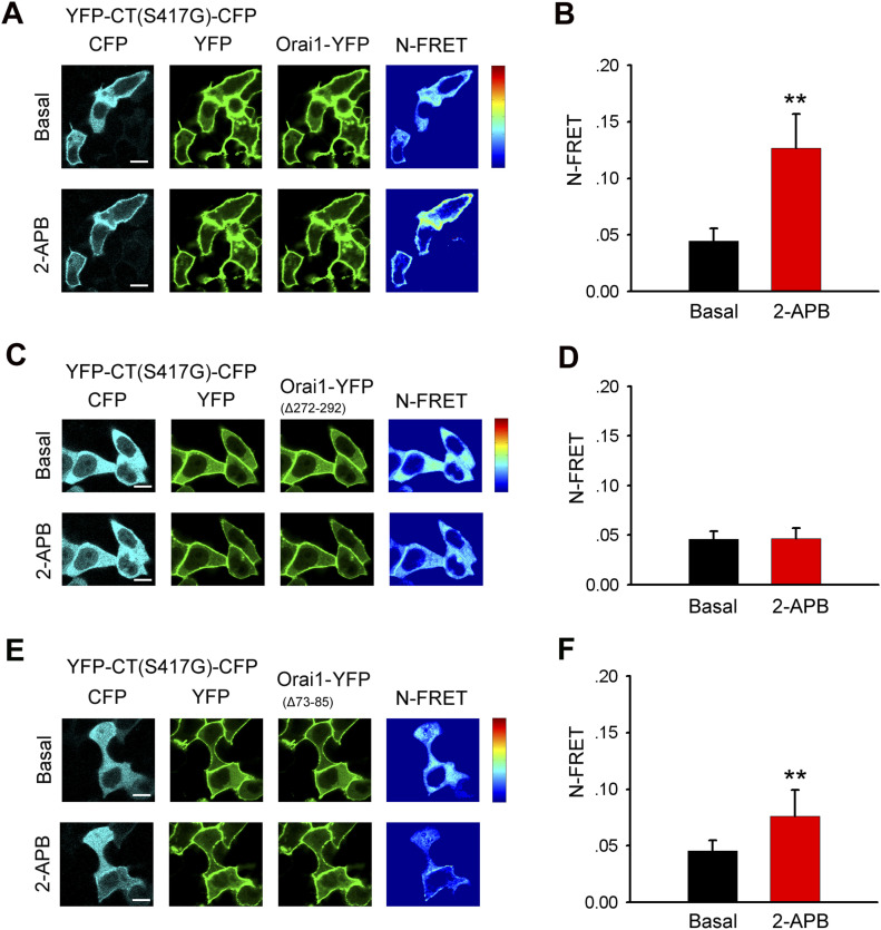 Interaction between Orai1 and STIM1 C-terminus mutant (S417G) induced by 2-APB depends on the CBD and NBD of Orai1.(A) Localization and N-FRET live cell images of HeLa cells coexpressing YFP-CT (S417G)-CFP and Orai1-YFP. (B) Block diagram of calculated N-FRET in the PM (from left to right, n = 32 and 32). (C) Localization and N-FRET live cell images of cells coexpressing YFP-CT (S417G)-CFP and Orai1-ΔCBD-YFP. (D) Block diagram of calculated N-FRET for the PM (from left to right, n = 36 and 36). (E) Localization and N-FRET live cell images of cells coexpressing YFP-CT (S417G)-CFP and Orai1-ΔNBD-YFP. (F) Block diagram summarizing calculated N-FRET for the PM (from left to right, n = 36 and 36). Graphs show mean ± SD. *P < 0.05; **P < 0.001. Bar = 10 μm.