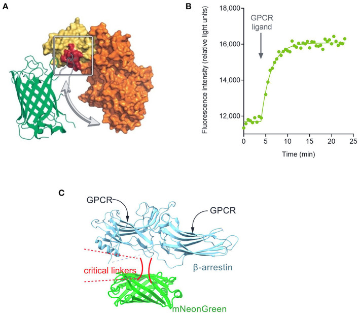 Fluorescent biosensor architecture and function, illustrated using the cADDis cAMP sensor (Tewson et al., 2016). (A) Direct fluorescent biosensors comprise a fluorescent protein (in this case mNeon Green) coupled to a protein that binds the analyte to be detected (in this case EPAC2 binding cAMP). Binding of cAMP to the biosensor causes a change in conformation that results in a change in the optical properties of the fluorescent protein. (B) This change, in this case a change of fluorescence emission intensity, can be recorded in a fluorescence plate reader. (C) Architecture of fluorescent arrestin sensor employed in this study. Arrestin-3 was engineered to incorporate mNeonGreen, as described (Hoare et al., 2020a). Interaction with the receptor causes a change in fluorescence intensity that can be detected in a plate reader.