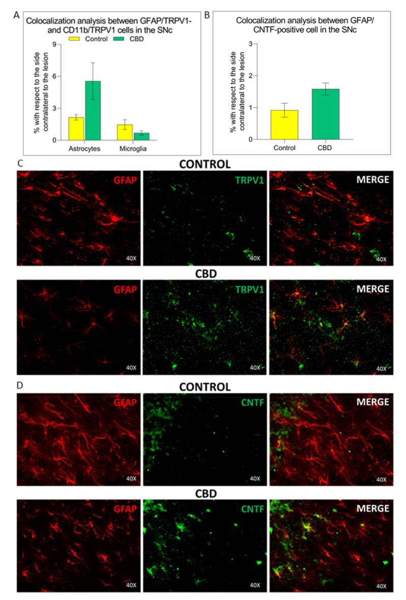 TRPV1 and CNTF glial expression in the substantia nigra. (A) Quantification of TRPV1 expression in astrocytes and mi-croglia. (B) Quantification of CNTF expression in astrocytes. (C,D) Representative images of the TRPV1 and CNTF expression in both glial subpopulations in the SNc, in both experimental groups. The results are expressed as mean ± SEM. N = 4 to 5 in each group.