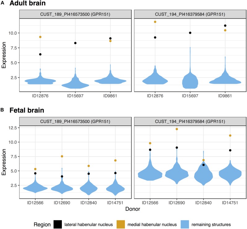 Violin plots of GPR151 expression in the adult (A) and fetal (B) brains. Expression (log2 intensity) is plotted on the y-axis for each of the two probes for GPR151. Donor identification numbers are marked in the x-axis. Expression in the lateral habenula is marked in black with orange marking the medial division. The distribution of expression across the remaining sampled regions is shown in blue.