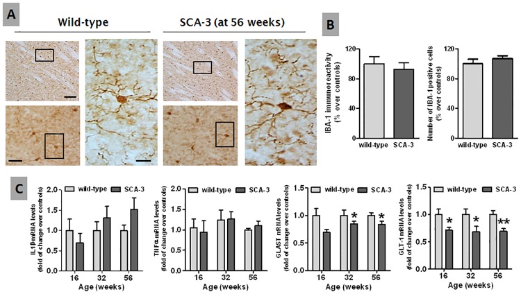 Histological and biochemical analysis of glial activation in the striatum of SCA-3 transgenic and wild-type mice.Panels A and B: Immunostaining (representative microphotographs and their quantification) for Iba-1 as a microglial marker in the striatum of 56 week-old SCA-3 transgenic and wild-type mice (bar = 200 μm, 50 μm and 20 μm, respectively). Panel C: qPCR analysis of the proinflammatory cytokines IL-1β and TNF-α, and of the glial glutamate transporters GLAST and GLT-1, in the striatum of SCA-3 transgenic and wild-type mice at different ages. In all cases, the values are expressed as the mean ± SEM of more than 6 animals per group, assessing the data using a Student’s t-test: *p<0.05, **p<0.01 versus wild-type animals.