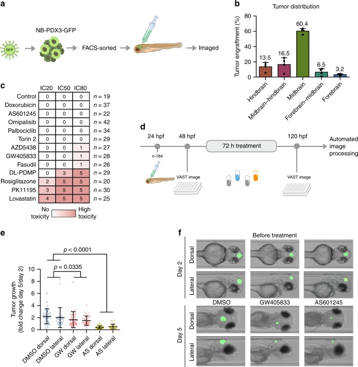 Targeting MAPK8 and CNR2 suppressed neuroblastoma xenografts in zebrafish.a Workflow: patient-derived neuroblastoma cells were tagged with green fluorescent protein (GFP), sorted, and injected into the midbrain of 1-day post fertilization (dpf) zebrafish embryos. b Tumour localization 24 h following injection (n = 266) (mean, standard deviation). c 2 dpf zebrafish embryos were exposed to drug concentrations corresponding to IC20, IC50 or IC80. Toxicity was noted after 24h , and score between 0 (no toxicity, white) and 5 (instant, lethal toxicity, red). d Automated image-based assay of tumour growth in xenotransplanted zebrafish embryos. e Tumour area increase from 2 to 5 dpf (mean, standard deviation). f Representative image of the same zebrafish embryos before and after treatment.