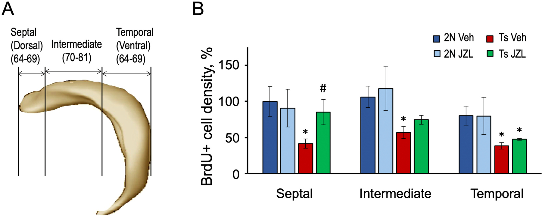 Septo-temporal differences in the effects of JZL184 treatment on adult neurogenesis. A. A schematic showing the division of DG into rostro-septal, intermediate, and caudo-temporal segments. The numbers in parentheses correspond to the rostro-caudal position of sections in the Allen mouse brain atlas. B. Densities of BrdU-positive cells in the corresponding DG segments. The BrdU cell density was evenly reduced in all DG segments of Ts Veh vs. 2 N Veh mice. JZL184 treatment fully restored the BrdU cell density in the rostro-septal segment but had no effect in the caudo-temporal DG segment of Ts65Dn mice. In 2 N mice, JZL184 treatment had no effect on the BrdU cell density in all three DG segments. * p < 0.05, compared with 2 N Veh; # p < 0.05, compared with Ts Veh.