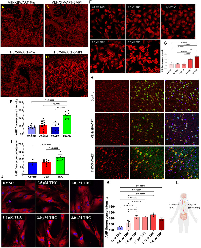 THC enhances IPA-activating Ahr protein expression in the intestine and brain.(A to D) Immunofluorescence staining of Ahr (red) expression in the jejunum of (A) VEH/SIV/ART-Preinfection, (B) VEH/SIV/ART-5MPI, (C) THC/SIV/ART-Preinfection, and (D) THC/SIV/ART-5MPI. (E) HALO quantification of area fluorescence. (F) Immunofluorescence staining of Ahr protein expression in HIEC-6 cells treated with increasing concentrations of THC (0.5 to 3.0 μM) for 24 hours. (G) HALO quantification of Ahr fluorescence intensity. (H) Immunofluorescence staining of Ahr (red), neuronal cell marker NeuN (green), and nuclear marker DAPI (blue) in basal ganglia brain sections of preinfection controls (top), VEH/SIV/ART (middle), and THC/SIV/ART (bottom) RMs. (I) HALO quantification of neuronal Ahr fluorescence intensity. The neuronal cells expressing NeuN were demarcated using the HALO freehand tool. (J) Immunofluorescence staining and quantification of Ahr protein expression in HCN-2 in vitro cultured neuronal cells treated with increasing concentrations of THC (0 to 3.0 μM). (K) HALO quantification of neuronal Ahr fluorescence intensity. Representative immunofluorescence images were captured using a Zeiss 700 confocal microscope at 20X magnification. Differences in signal area between groups were analyzed using one-way ANOVA using the Prism v9 (GraphPad Prism) software. A P value of <0.05 was considered significant. (L) Schematic representation of THC-enhanced gut-brain axis signaling through increased IPA production and Ahr activation in the intestine and brain. Created in BioRender. Premadasa, L. (2025) https://BioRender.com/j3wkhzw. Abbreviations: VSAPR, VEH/SIV/ART-Preinfection; VSA5M, VEH/SIV/ART-5MPI; TSAPR, THC/SIV/ART-Preinfection; TSA5M, THC/SIV/ART-5MPI; VSA, VEH/SIV/ART-at necropsy; TSA, THC/SIV/ART-at necropsy. Data represent means ± SD.