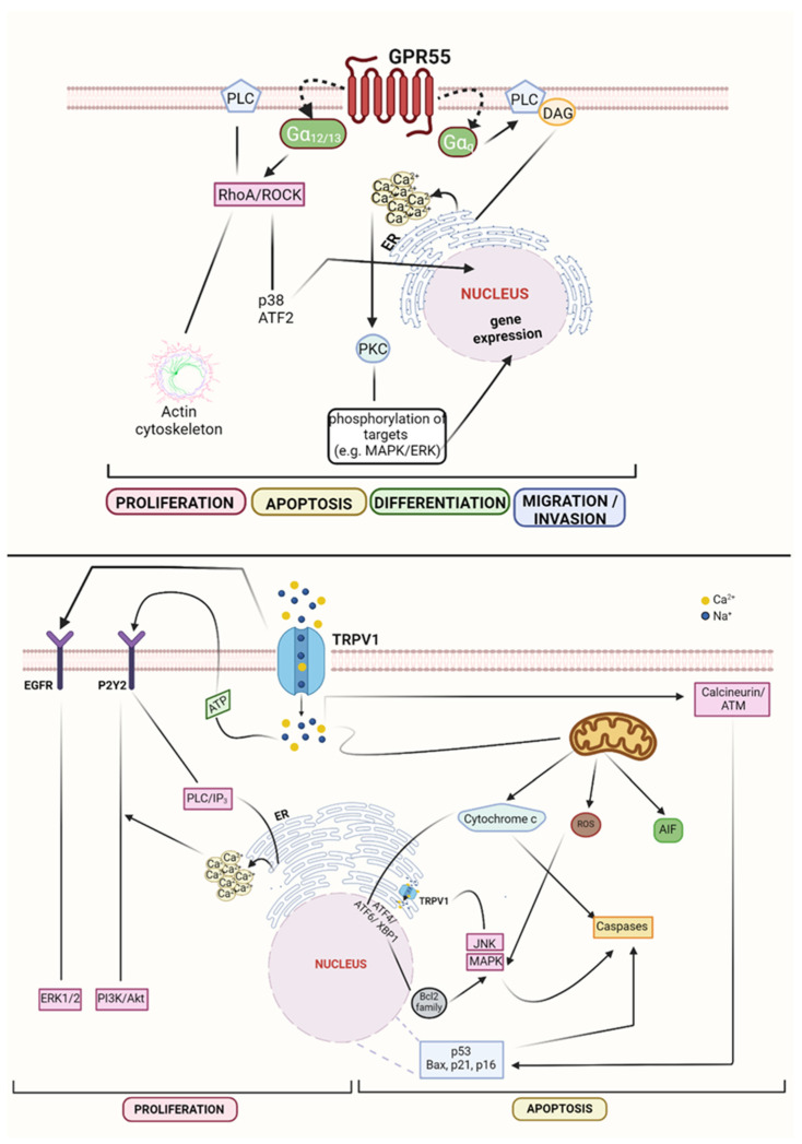 Non-canonical CBRs signalling in cancer. GPR55 modulation leads to proliferation, apoptosis, differentiation, and migration, through different molecular pathway. TRPV1-dependent mechanisms induce proliferation (↑ERK1/2; ↑PI3K/Akt), or apoptosis (↑cytochrome c/caspases; ↑ROS/JNK/MAPK; ↑AIF; ↑p53/Bax/p21/p16). Created with BioRender.com.