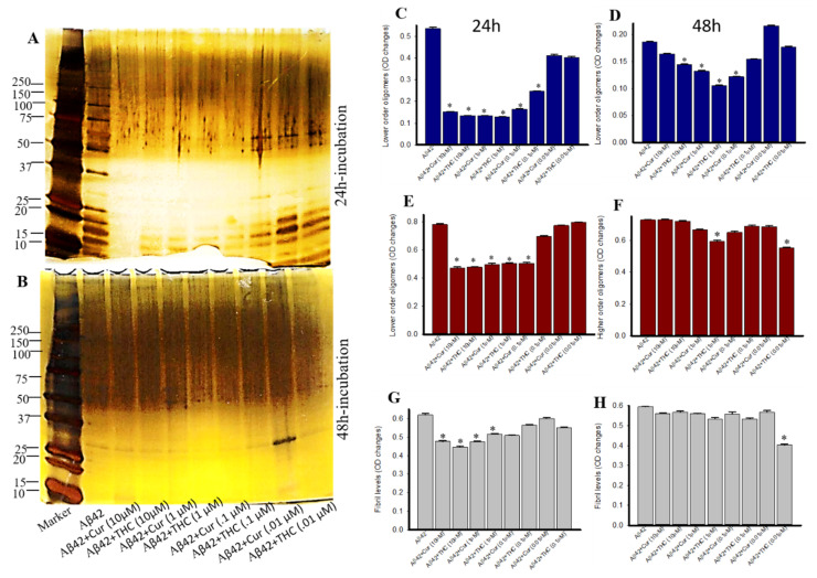 Lower concentration of Cur and THC inhibited Aβ42 aggregation. Synthesized Aβ42 was treated with HFIP and then diluted with 60 mM NaOH, 40% deionized water and 50% 20 mM sodium phosphate buffer and incubated with or without different concentrations of Cur and THC (in µM: 10, 1, 0.1 and 0.001) for 24–48 h. (A,B): Silver-stained Aβ42 peptide after treatment with different concentrations of Cur and THC, followed by PICUP reaction. (C–H): Lower order, higher order oligomers and fibrils were significantly inhibited by both Cur and THC. * p < 0.05 compared to the Aβ42 untreated group.