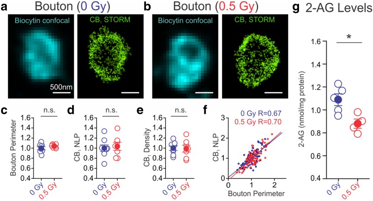 Irradiation reduced 2-arachidonoylglycerol (2-AG) levels, but not CB1 content. a, b Super-resolution images of CB1s of axon terminals of CB1BCs were obtained with correlated confocal microscopy and STORM microscopy. Localization points (green dots) in the STORM images represent the position of CB1s in the axon terminals. There are no changes in CB1 expression in CB1BCs as measured by bouton perimeters (c), CB1 NLP (d), and CB1 density (NLP/bouton perimeter) (e). Open circles represent mean values of each cell from 12 ± 3 boutons per cell normalized to the mean of control cells. Blue or red filled circles label averages of control and irradiated groups. f There were moderately strong correlations between CB1 NLP and bouton perimeter in both groups of boutons (n = 107 and 78 boutons from control and irradiated mice, respectively). g Irradiation led to a decrease in 2-AG levels (n = 5 control, n = 4 irradiated)