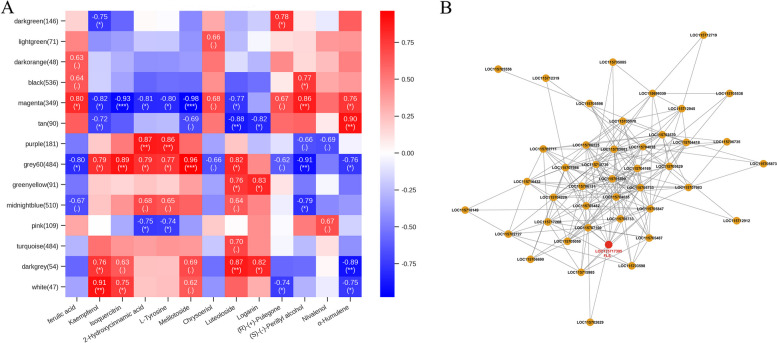 Weighted gene co-expression network analysis (WGCNA). A Identification of modules associated with 13 differentially expressed metabolites (DEMs) in the phenylpropanoid, flavonoid, and terpenoid biosynthesis pathways. Each cell contains the corresponding correlation and p-value. ‘*’, ‘**’, and ‘***’ indicate significant differences at the p < 0.05, 0.01, and 0.001 levels, respectively. B Visualization of the network among the most connected genes (core genes) in the Gray60 module