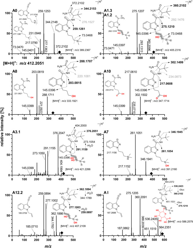 Product ion spectra and suggested fragmentation patterns of ADMB-3TMS-PrINACA and its most abundant metabolites (autoMS/MS) obtained by LC-QToF-MS in positive HESI mode. Structural fragment ions in bold represent those with the highest intensities, suggested as markers for screening. Fragments with m/z values in italics indicate a possible “N–O-exchange”, and therefore, presumed fragments shown in light gray are not present in the fragmentation spectra (Fig. S5). Squares denote the precursor ion. The collision energy was dependent on the precursor mass, with 25 eV for m/z 300 and 32 eV for m/z 500
