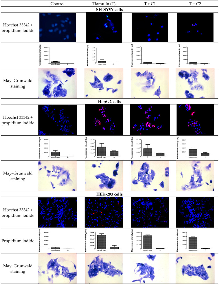 Representative fluorescence images of Hoechst 33342+ propidium iodide for each group. Column graphs show median fluorescence intensity. Morphological evaluation of SH-SY5Y, HepG2 and HEK-293 cells (control vs. treatment: T (tiamulin); T + C1 (tiamulin with cannabidiol at 1.56 µg/mL); T + C2 (tiamulin with cannabidiol at 3.125 µg/mL), 72 h of incubation) using May–Grunwald staining (200×).