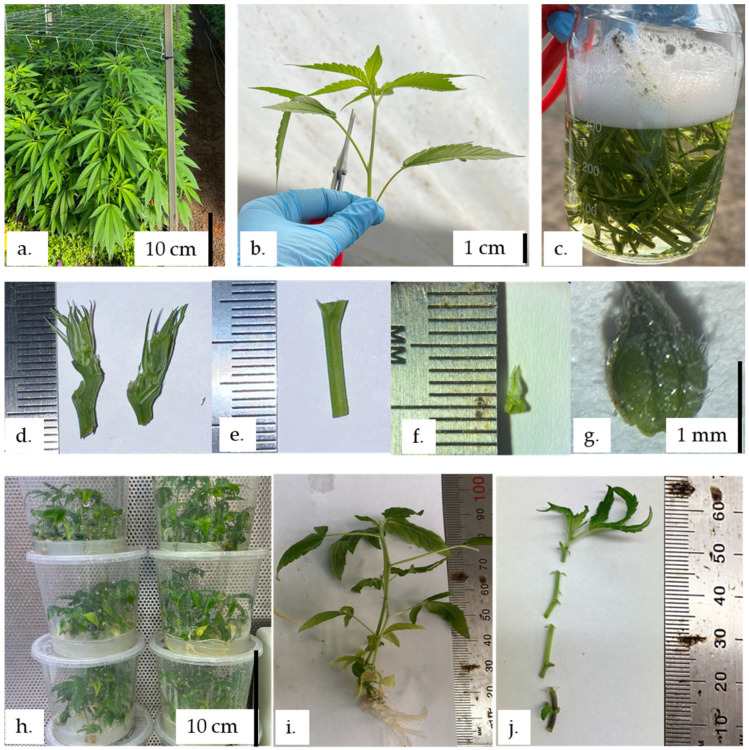 Tissue-culture images with different micro-propagules. Stage I explants: (d–g), Stage II explants: (h–j). (a) High-CBD cultivar mother plants in green house. (b) 6–8 cm shoot tip for tissue culture. (c) Surface sterilization treatment. (d) Shoot-tip (>0.5 cm). (e) Nodal (1 cm–0.5 cm). (f) Microshoot tip (<0.5 cm). (g) Meristem. (h) Cannabis culture. (i) Cannabis tissue culture plantlets. (j) Processed Cannabis plantlet.