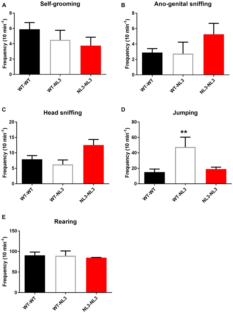 Juvenile social interaction is altered in mixed genotype pairs. (A–E) Juvenile social interaction behavioral parameters analyzed between pairs of mice following recordings of interactions during 10 min. Results are expressed as mean and error bars represent SEM WT-WT n = 9 pairs (n = 18 mice), WT-NL3 n = 4 pairs (n = 8 mice), NL3-NL3 n = 4 pairs (n = 8 mice) **P < 0.01.