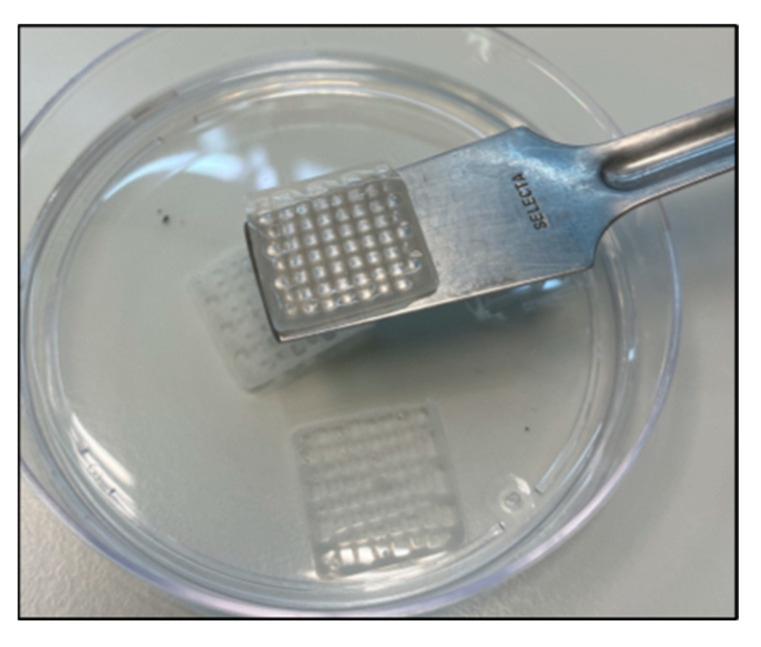 GEL–ALG scaffolds photograph after cross-linking with CaCl2.