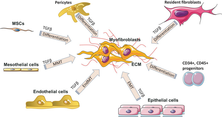Myofibroblast origin in fibrosis. Resident fibroblasts, pericytes, circulating progenitor cells (CD34+, CD45+, bone marrow–derived mesenchymal stem cells (MSC) transition, mesothelial cells undergoing mesothelial-to-mesenchymal transition (MMT), epithelial cells undergoing epithelial to mesenchymal transition (EMT) and endothelial cells undergoing endothelial-mesenchymal transdifferentiation (EndMT) are all known sources of myofibroblasts in various fibrotic diseases. ECM, extracellular matrix; TGF-β, transforming growth factor-β.