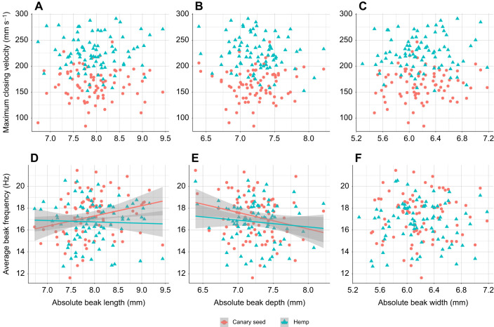 Linear regressions of kinematic variables on absolute beak sizes. Linear relationships of absolute beak sizes with maximum beak closing velocity (A–C) and the average frequency of beak opening–closing (D–F) during feeding on canary seed (N=79) and hemp seed (N=82). Data points represent individual birds and are the mean value of five feeding trials. Significant relationships are represented by a regression line and its 95% confidence interval shaded in grey. Numerical and statistical results of the regression analyses can be found in Table S2. Relationships of PC1 of the semi-landmark analysis and the lower beak angle with maximum closing velocity and average frequency can be found in Fig. S2E–H.