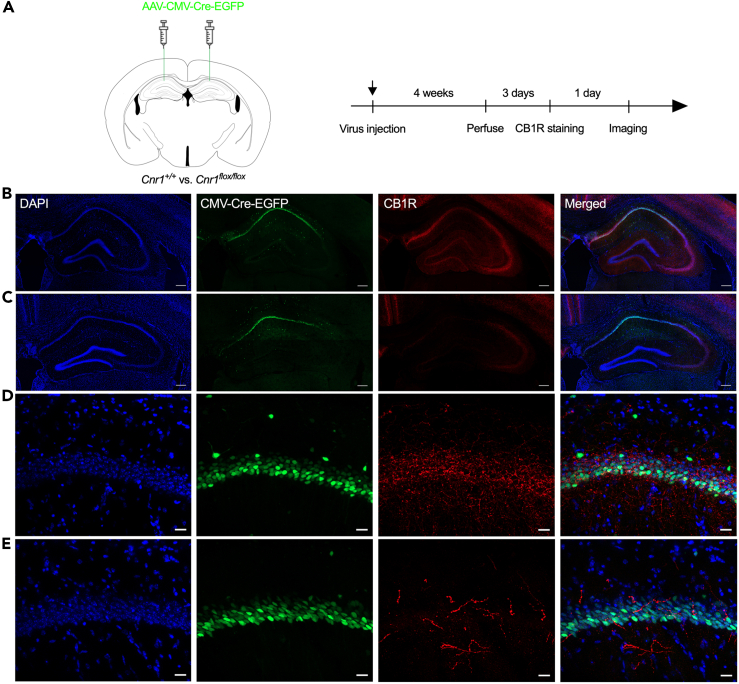 Construction and verification of the hippocampus-specific deletion of CB1R(A) The scheme of the virus injection (Left) and the timeline of the experiment (Right).(B) Representative image of the CB1R-stained hippocampus from wild-type mice (scale bar: 200 μm).(C) Representative image of the CB1R-stained hippocampus from CB1RH−KO mice (scale bar: 200 μm).(D) Enlarged representative image of the CB1R-stained hippocampus from wild-type mice (scale bar: 20 μm).(E) Enlarged representative image of the CB1R-stained hippocampus from CB1RH−KO mice (scale bar: 20 μm).