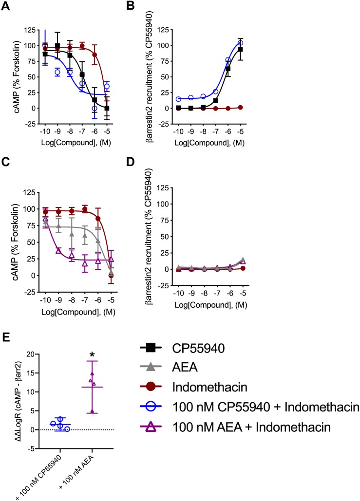 Analysis of indomethacin bias at hCB1R in CHO cells. CHO HitHunter cAMP cells (A,C) or PathHunter βarrestin2 cells (B,D) stably expressing hCB1R were treated with 0.1 nM–10 μM CP55940, AEA, indomethacin, 100 nM CP55940 + 0.1 nM–10 μM indomethacin, or 100 nM AEA + 0.1 nM = 10 μM indomethacin for 90 min. CHO HitHunter cAMP cells were also treated with 10 μM forskolin. hCB1R-depednent inhibition of forskolin-induced cAMP accumulation (A,C) or βarrestin2 recruitment (B,D) was measured. Data are mean ± SEM. N = 5 in panels (A,C), N = 6 in panels (B,D). (E) Data were fit to the operational model to calculate ΔΔLogR (cAMP–βarrestin2) such that values >0 represent bias for inhibition of cAMP and values <0 represent bias for recruitment of βarrestin2. Data are individually plotted with mean and 95% confidence interval. ∗P < 0.05 compared to 0 as determined by 95% confidence interval. N = 4.