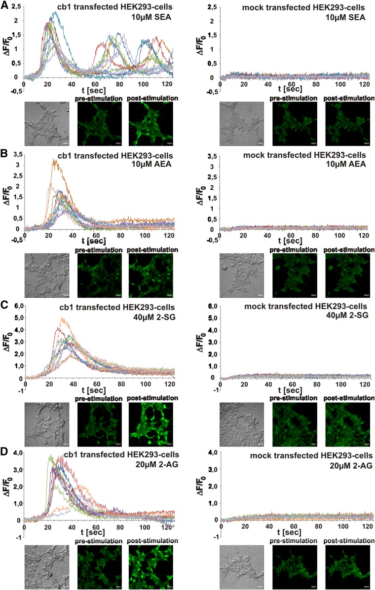 Analysis of activator function of endocannabinoids SEA and 2-SG compared with AEA and 2-AG in cb1- and mock-transfected HEK293 cells by comparative Fluo-4 imaging. A–D: Fluorescent signals of CB1 agonist-induced Ca2+ transients in each of 10 randomly selected HEK293 cells were monitored after SEA (A), AEA (B), 2-SG (C), and 2-AG (D) addition. Time-dependent corrected relative intensities (ΔF/F0) and pictures at zero time (pre-stimulation) and at peak activity (post-stimulation) are presented (n = 10).