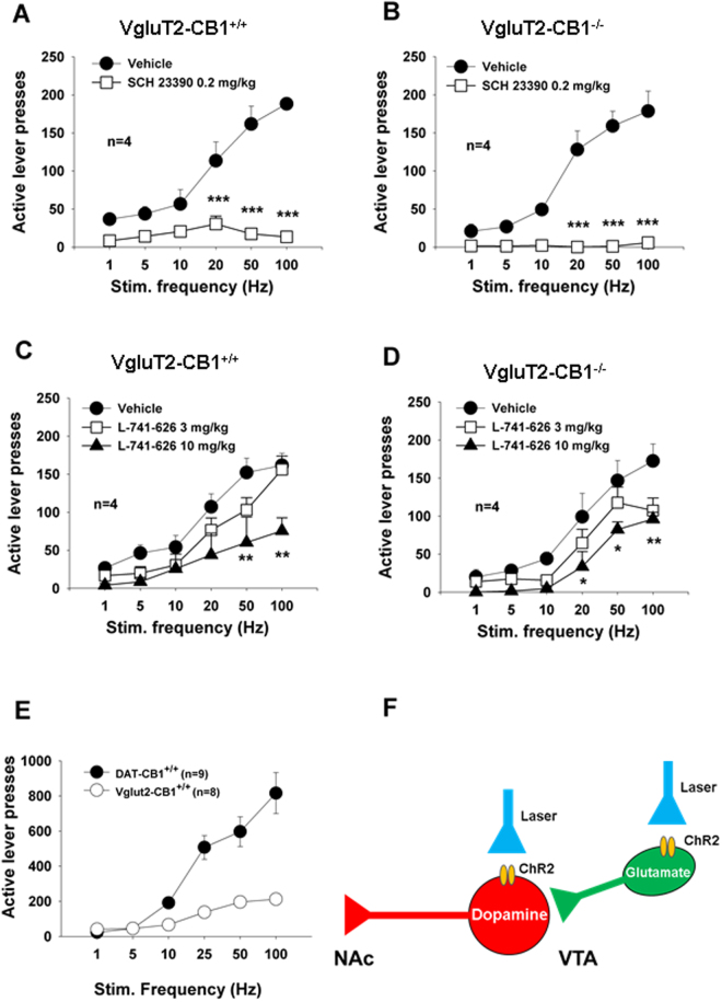 Dopamine-dependent oICSS observed in the present study. (A/B) Rate-frequency function curves of oICSS maintained by photoactivation of VTA glutamatergic neurons, indicating that conditional deletion of CB1Rs in VgluT2+ glutamatergic neurons (in VgluT2-CB1 −/− mice) did not significantly alter oICSS. However, pretreatment with SCH23390, a selective D1 receptor antagonist (0.2 mg/kg, i.p., 15 min prior to testing), significantly inhibited the oICSS in both WT and VgluT2-CB1 −/− mice. (C/D) Pretreatment with L-741,626, a selective D2 receptor antagonist (3, 10 mg/kg, i.p., 15 min prior to testing), also dose-dependently inhibited the oICSS in both WT and VgluT2-CB1 −/− mice. (E) Comparison of the oICSS maintained by stimulation of VTA dopaminergic neurons in DAT-Cre mice and VTA glutamatergic neurons in VgluT2-Cre mice, indicating that activation of VTA DA neurons is more potent and effective than activation of VTA glutamatergic neurons in inducing ICSS behavior. (F) A schematic diagram illustrating the postulated circuitry underlying these effects.