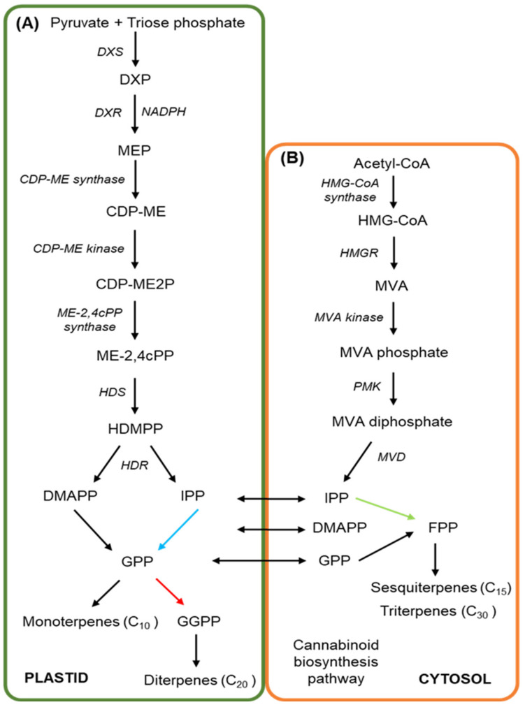 An overview of the mevalonate and methylerythritol 4-phosphate pathways in Cannabis sativa. The MEP (A) and MVA (B) pathways both produce terpenoid precursors, as well as the substrate for cannabinoid production, GPP. (A) The MEP pathway begins in the plastid with the condensation of pyruvate and glyceraldehyde 3-phosphate by DXS to produce DXP, prior to a series of enzymatic reactions to produce HDMPP. HDR then converts HDMPP to IPP and DMAPP, serving as the precursor to GPP, GGPP, and subsequently monoterpene and diterpene production. (B) The cytosolic MVA pathway is initiated by the conversion of acetyl-CoA to HMG-CoA and then to MVA, catalysed by the regulated, and rate-limiting enzyme, HMGR. MVA undergoes phosphorylation and then is decarboxylated to produce IPP, which is then converted to FPP as the basis for sesquiterpene and triterpene synthesis, or for GPP production for use in the cannabinoid biosynthesis pathway.