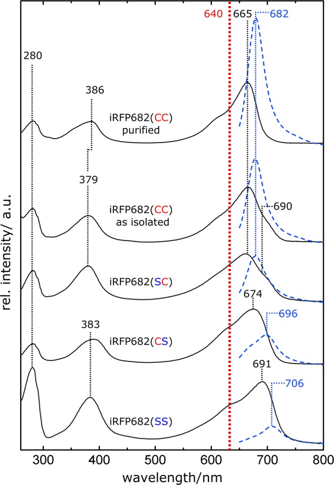 Absorption (black lines) and fluorescence (blue dotted lines) spectra of iRFP682 variants and the purified double attached species. The absorption spectra were normalized at 640 nm (red dotted line), which corresponds the fluorescence excitation chosen for all protein samples. Relative fluorescence intensities were normalized according to the number of absorbed photons at 640 nm.