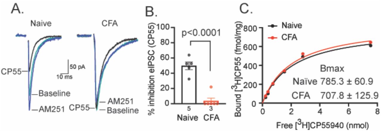 Cannabinoid receptor binding is unaffected by persistent inflammation. (A) Representative traces of eIPSC recorded from vlPAG neurons in baseline containing NBQX (5μM; teal; Baseline), cannabinoid agoinst CP-55,940 (3μM; black; CP55), and CB1-selective antagonist AM251 (3μM; blue) from naïve and CFA-treated rats. (B) Percent inhibition of eIPSC amplitude by CP-55,940 in vlPAG slices from naïve (black bar) or CFA-treated (red bar) rats (unpaired t-test, t9=7.8; p<0.0001). (C) Representative radioligand binding saturation curve with [3H]CP-55,940 and vlPAG tissue from naïve (black) and CFA-treated (red) rats (vlPAG from 8 rats pooled per curve, statistics run on average of 3 curves). Error bars represent SEM, dots indicate individual recordings and numbers represent the number of rats per bar.