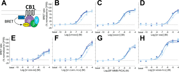 Gi1 engagement BRET drug-induced engagement BRET between CB1R-Rluc and Gi1-Venus (A) measured in response to CP55940 (B), AM2201 (C), 5F-NNEI (D), 5F-SDB-006 (E), 5F-CUMYL-PICA (F), 5F-MMB-PICA (G), and 5F-MDMB-PICA (H) at various time points (2, 16, 30, 44 min light to dark blue). Concentration–response curves are plotted as a percentage of maximal response by CP55940 at each time point and presented as means ± SEM of n ≥ 3 independent experiments.