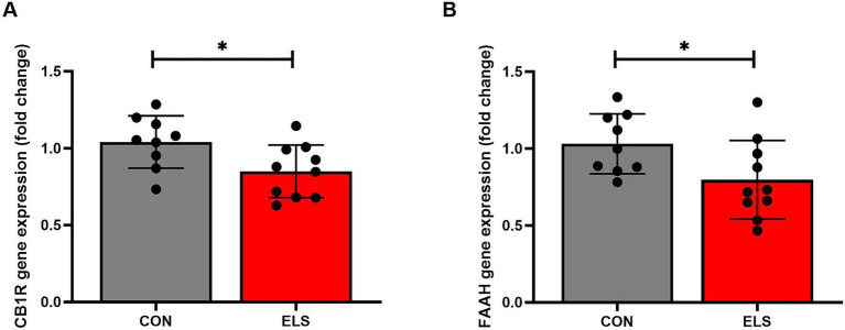 ELS decreased cannabinoid receptor 1 (CB1R) and fatty acid amide hydrolase (FAAH) relative gene expression in the medial prefrontal cortex (mPFC) of adult male rats. Gene expression data are calculated as 2–DDCt values and presented as relative values to the mean value of the control group ± SD. CB1R results are shown in (A); FAAH results are shown in (B). Significant results of two tailed, t-test are presented as *p ≤ 0.05. CON, control (n = 9); ELS, early life stress (n = 10).