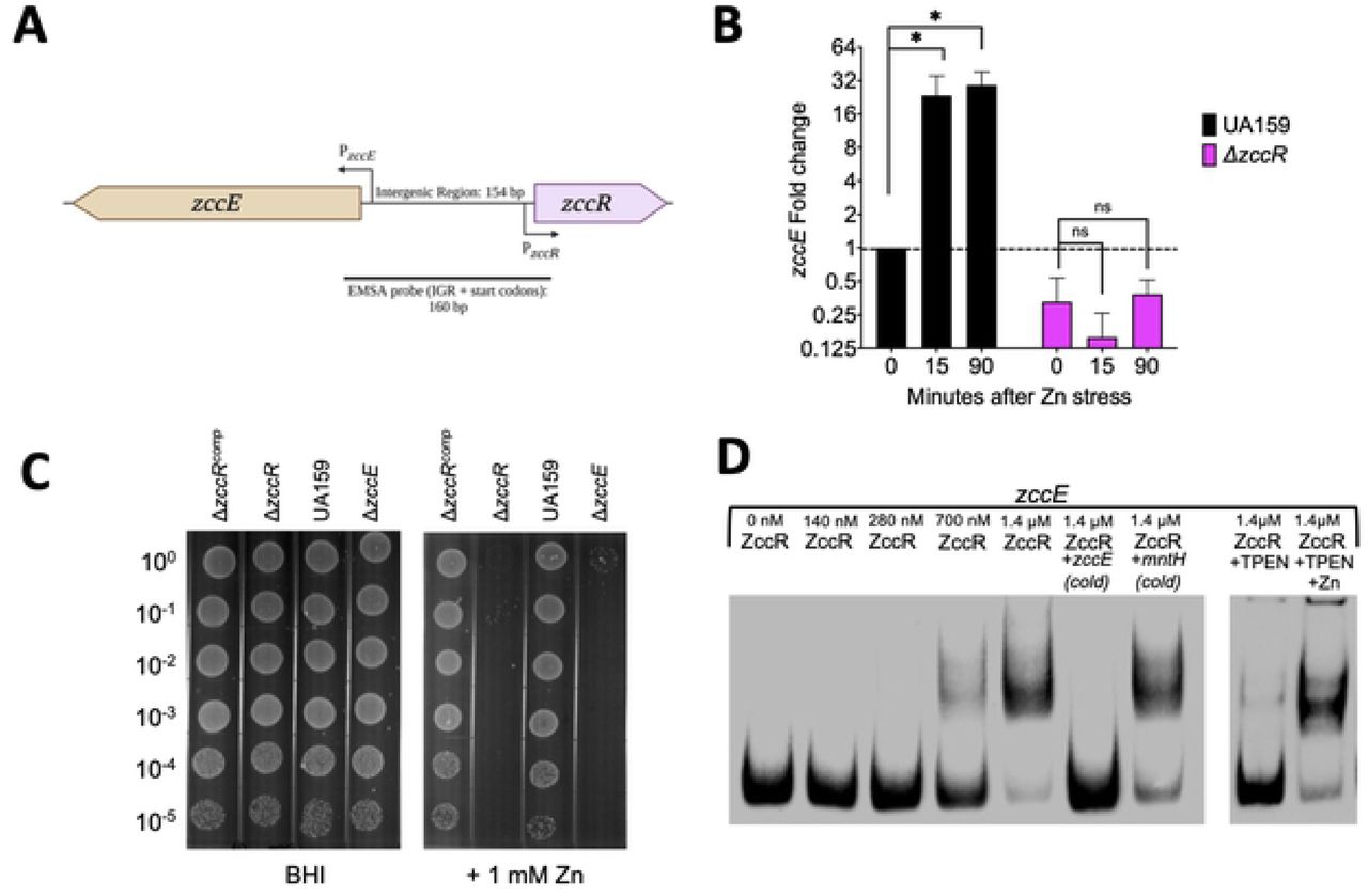 The MerR-type transcription factor ZccR is a positive regulator of zccE. (A) Genetic organization of zccE (smu2057c) and zccR (smu2058) in the S. mutans UA159 chromosome (Created with BioRender.com). (B) qRT-PCR analysis of zccE mRNA expression in the ΔzccR strain relative to the parent UA159 strain before and after exposure to 4 mM Zn. Data represent means and standard deviations of results from 3 independent experiments. One-way ANOVA was used to determine significance (*, p <0.001; ns, not significant). (C) Plate titration (spot test) of UA159, ΔzccE, ΔzccR and ΔzccRcomp strains on BHI with or without 1 mM Zn supplementation. Images were taken after 24 h incubation at 37°C in 5% CO2 and are representative of at least 3 independent experiments. (D) EMSA showing direct interaction of ZccR with the 160-bp zccE- zccR intergenic region (IGR). To determine ZccR binding specificity, addition of 100X (molar excess) of either non-biotin labeled (cold) zccE-zccR IGR or non-specific competitor DNA (mntH promoter region) was added to the reaction. To explore the role of Zn on ZccR binding activity, 3 mM TPEN (Zn specific chelator) was added to the reaction alone or in the presence of 2.5 mM ZnSO4.