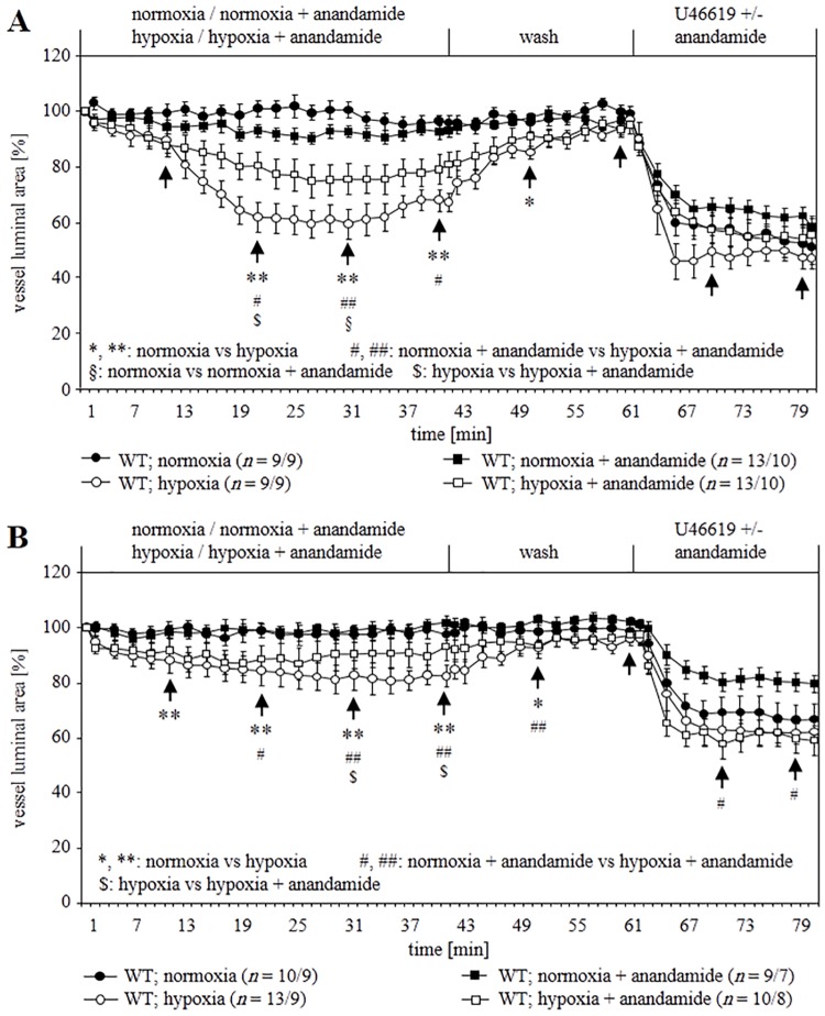 Impact of TASK-1 inhibitor anandamide on vasoconstriction of WT mice.(A) Effect of anandamide on intra-acinar arteries. Anandamide induced constriction at normoxia and reduced hypoxia-induced vasoconstriction significantly at one time. (B) Effect of anandamide on pre-acinar arteries. Anandamide did not induce constriction at normoxia. However, it reduced hypoxia-induced vasoconstriction significantly after 20 min. Data are presented as mean ± SEM. n is number of vessels/number of animals. Tests of significance were done at the time points indicated by arrows. *, #, §, $ P≤ 0.05 and **, ## P≤ 0.01 (Mann–Whitney U-test).