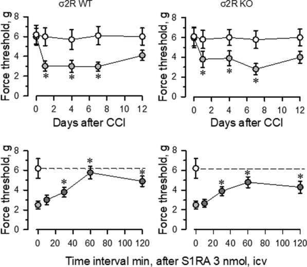 Induction of mechanical allodynia in WT and σ2R−/− mice. Chronic constriction injure (CCI) of the sciatic nerve caused neuropathic pain in mice. The paw withdrawal thresholds of the contralateral and ipsilateral paw of the wild-type (WT; left panel) and knockout (KO; right panel) mice were measured before (indicated as 0) and 1, 4, 7, and 12 days after surgery. The force (in grams) at which the mice withdrew their paws in response to von Frey hair stimulation was determined as an index of mechanical allodynia. All data are presented as the mean ± SEM of six mice. * Indicates significantly different compared to the nociceptive threshold of the sham-operated control group on day 0 (7th after surgery); p < 0.05. Lower panels: the effect of the σ1R antagonist S1RA on the mechanical allodynia displayed by WT and σ2R−/− mice. Antiallodynic compound was administered icv 7 days after surgery, and the nociceptive threshold was evaluated at the indicated post-injection intervals (in minutes). The dashed line indicates the typical nociceptive threshold obtained of the contralateral paw. * Indicates significantly different compared to the ipsilateral paw; all data were analyzed by pairwise Holm-Sidak multiple comparison tests following ANOVA; p < 0.05