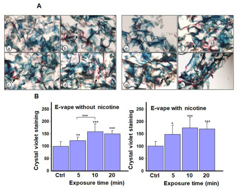 Biofilm formation by Candida albicans after exposure to e-cigarette aerosol with or without nicotine. The cells were exposed to e-cigarette aerosol twice a day for 3 days and then subjected to (A) Masson’s trichrome and (B) crystal violet staining. For each panel, (a,e) show the control (no exposure), (b,f) show exposure for 5 min, (c,g) show exposure for 10 min, and (d,h) show exposure for 20 min. Note that (b–d) refer to e-cigarette aerosol without nicotine, and (f–h) refer to e-cigarette aerosol with nicotine. The arrows showed C. albicans cell accumulation in the biofilms. * p < 0.05 and *** p < 0.001 when comparing exposure to e-cigarette aerosol to no exposure (n = 4).