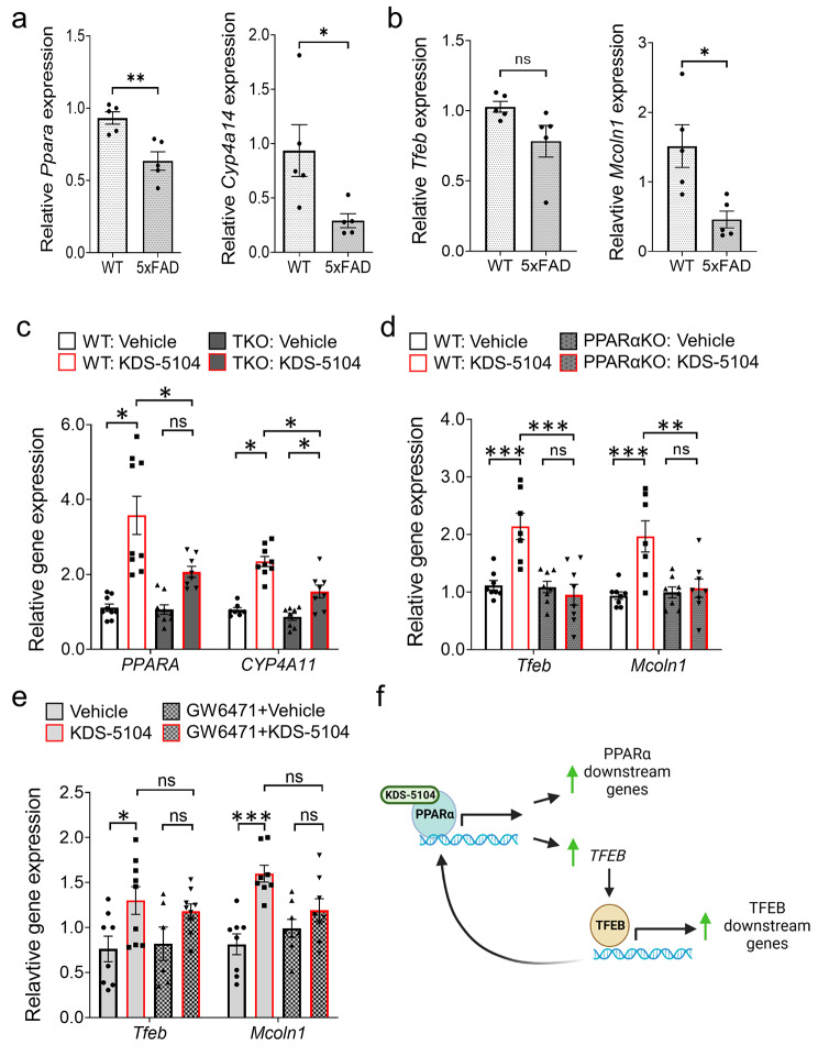 KDS-5104 activates PPARα and TFEB signaling in microglial cells. (a) qPCR analysis of expression of Ppara and downstream target Cyp4a14 in sorted microglia isolated from brains of 9-month-old 5xFAD and WT littermates (n = 5/group). (b) qPCR analysis of Tfeb and downstream target Mcoln1 of the same samples as a) (n = 5/group). c. qPCR analysis of PPARA and CYP4A11 expression in KDS-5104 treated WT and TKO HeLa cells (n = 9/condition). d. qPCR analysis of Tfeb and Mcoln1 in WT and PPARαKO primary microglial cultures (n = 8/condition). e. qPCR analysis of Tfeb and Mcoln1 in vehicle or KDS-5104 treated BV2 cells with or without pretreatment with PPARα antagonist GW6471 (n = 8/condition). f. Model of KDS-5104 action of PPARα activation and TFEB signaling. For all panels, data are presented as mean ± SEM. ns: non-significant, *p < 0.05, **p < 0.01, ***p < 0.001 by 2-sided t tests (a, b) or one way ANOVA with Tukey’s multiple comparisons tests as the post hoc analysis (c-e)