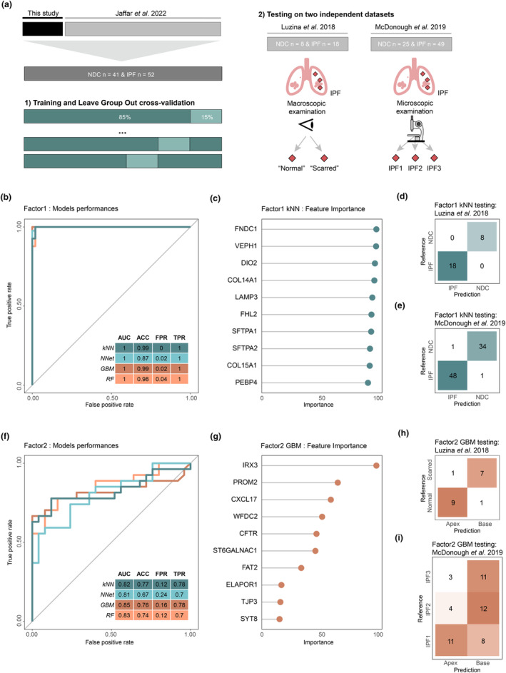 Machine learning and external validation using the transcriptomics data modality. (a) Workflow for machine learning models training and testing strategy using the current dataset with previously published data using a leave‐one‐group‐out cross‐validation (LOGCV) approach (left) followed by testing of the best‐performing model on two independent testing datasets (right). The four machine learning algorithms used for both Factor1 and Factor2 were k‐nearest neighbours (kNN), neural network (NNet), stochastic gradient boosting (GBM) and random forest (RF). The following metrics were used to assess each model's prediction capability: area under the receiver operating characteristic (ROC) curve (AUC), accuracy (ACC), false‐positive rate (FPR) and true‐positive rate (TPR). (b) ROC curves depicting the FPR against the TPR for the four different algorithms in discriminating disease status (idiopathic pulmonary fibrosis (IPF) versus non‐diseased controls (NDC)) using the top 50 Factor1 genes as input. (c) Scaled features importance (genes) for the kNN classification model for Factor1. (d, e) Confusion matrices for the independent testing datasets using the kNN classification model for Factor1. (f) ROC curves for the four different machine learning algorithms for predicting IPF disease progression (IPF base versus IPF apex) using the top 50 Factor2 genes as input. (g) Scaled features importance (genes) for the stochastic gradient boosting classification model for Factor2. (h, i) Confusion matrices for the independent testing datasets using the stochastic gradient boosting classification model for Factor2. Sample sizes are (b) 41 NDC, 52 IPF; (f) 26 base, 26 apex; (d) 8 NDC, 18 IPF; (e) 35 NDC, 49 IPF; (h) 8 scarred IPF, 10 normal IPF; (i) 19 IPF1, 16 IPF2, 14 IPF3.
