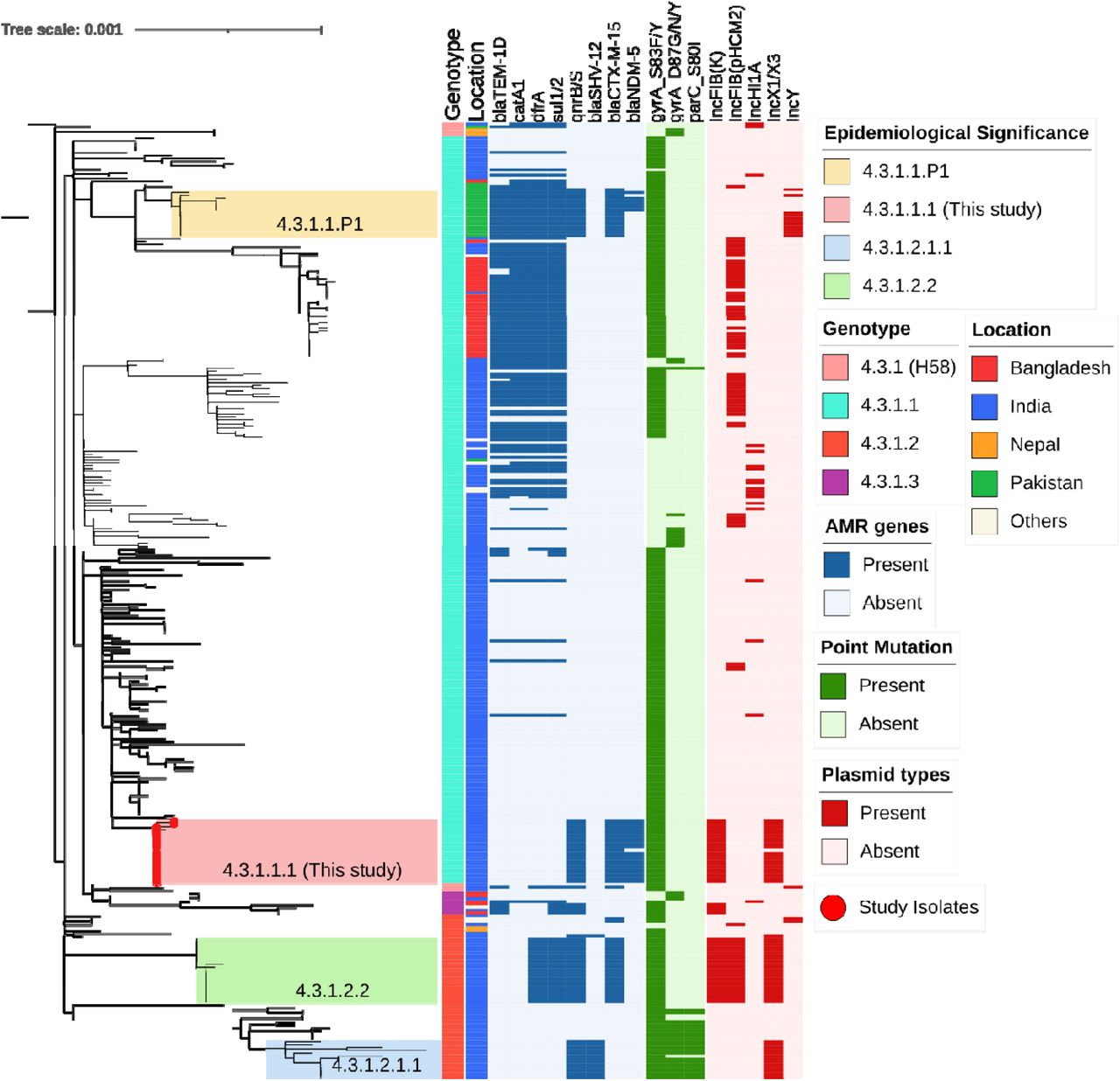 Phylogenetic relationship and genetic characteristics of 22 S. Typhi strains from IndiaA maximum likelihood phylogenetic tree was constructed using core genome SNPs from the study isolates (marked with red circles at the branch tips) along with global H58 isolates, revealing an overall SNP difference of 2,119 among the H58 isolates. Previously reported high-risk clones of cephalosporin-resistant clusters in the tree, including 4.3.1.2.1.1 (green), 4.3.1.1.P1 (blue), and 4.3.1.2.2 (orange). The colour-coded metadata strips adjacent to the tree represent: strip 1 denotes genotype, strip 2 indicates geographic region, and strip 3 shows the country location of each isolate. The heatmap alongside the tree depicts the distribution of antimicrobial resistance (AMR) genes, plasmid replicons, and point mutations, which are predominantly concentrated within the H58 cluster, reflecting its strong association with the spread of multidrug resistance.