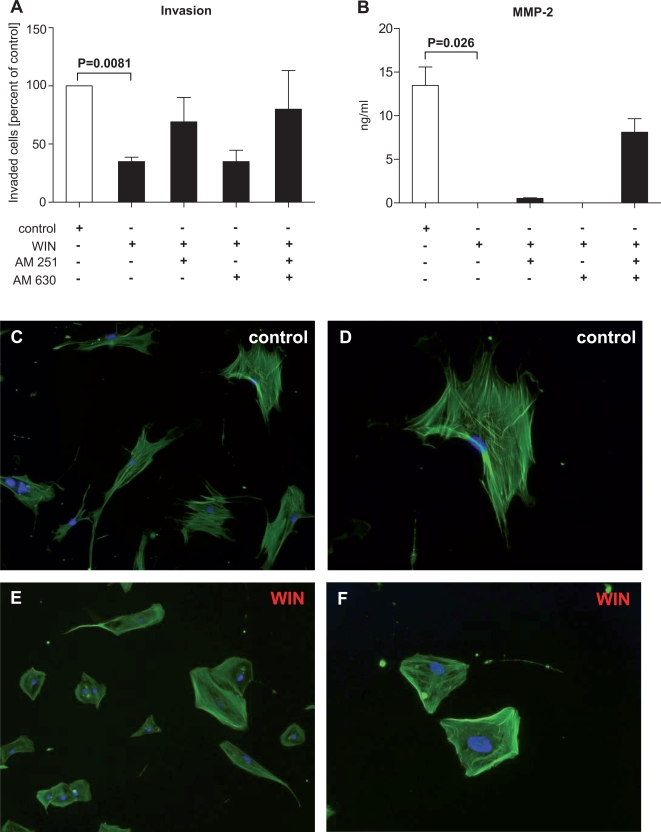 Cannabinoid receptor activation reduces invasiveness.A significant reduction in the number of invaded cells was seen after treatment with WIN (p = 0.0081; A). A near-complete reversal of the reduced invasiveness was seen when the cells were pre-incubated with AM251 or a combination of AM251 and AM630 (A). This was not found with AM630 alone (A). WIN induced a significant decrease in MMP-2 levels (p = 0.026; B) which was partially reversible by a combination of AM251 and AM630 (B). Actin cytoskeleton staining with phalloidin demonstrated that control PSC showed the normal cellular structure (C&D) but that WIN induced a more round and smaller PSC phenotype (E&F). Original magnification: x 40 (C&E), x 80 (D&F). Nuclear stain: DAPI. White bars: control; black bars: WIN55,212-2±AM251/AM630. Data are shown as mean±SEM.