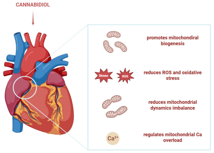 CBD’s effects on mitochondria in cardiomiopathies. CBD promotes mitochondrial biogenesis, reduces ROS, oxidative stress and mitochondrial dynamics imbalance and regulates calcium overload. The figure was created with the help of BioRender.com.