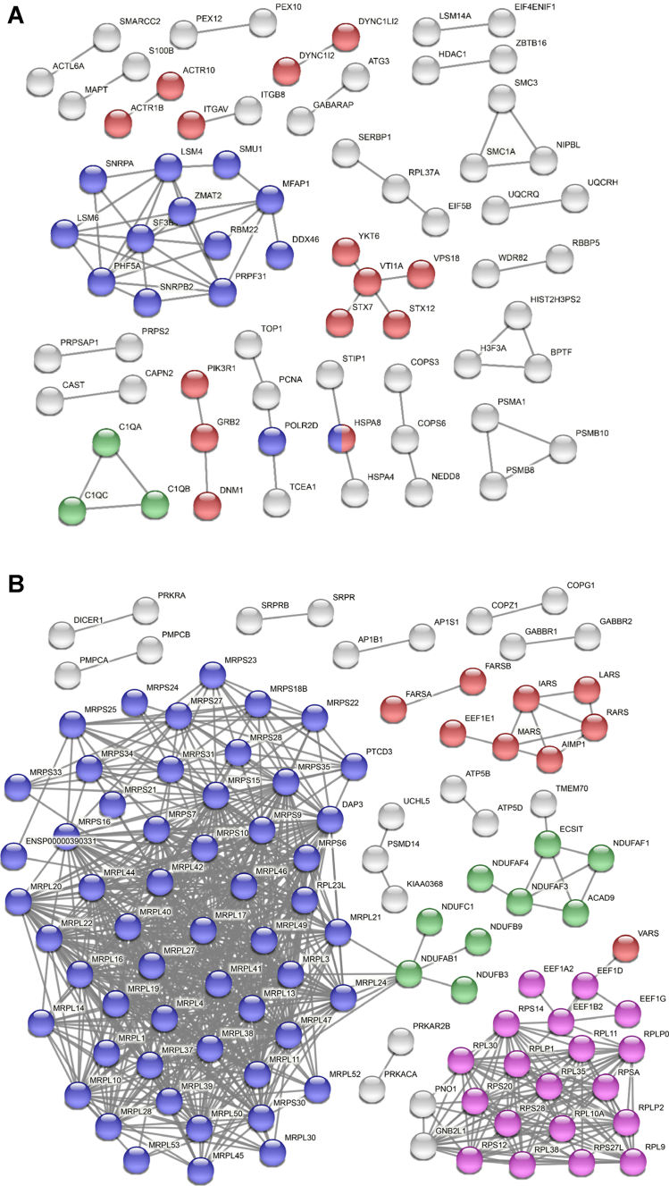 STRING PPI analysis of the differentially expressed proteins in PD.A, STRING PPI analysis was conducted to estimate the connectivity of the upregulated proteins. The network contains 634 nodes with 70 edges. The experiment alone was used as an active interaction source with the highest confidence threshold of 0.9 (average node degree: 0.221, average local clustering coefficient: 0.0946, and PPI enrichment p value: 0.00013). The blue, red, and green nodes denote RNA splicing (GO: 0008380), vesicle-mediated transport (GO: 0016192), and complement cascade pathways (HSA-166658), respectively. The gray nodes belong to other pathways. B, STRING PPI analysis was conducted to estimate the connectivity of the downregulated proteins. The network contains 502 nodes with 821 edges. The experiment alone was used as an active interaction source with the highest confidence threshold of 0.9 (average node degree: 3.27, average local clustering coefficient: 0.189, and PPI enrichment p value: <1.0E-16). The blue, pink, green, and red nodes denote mitochondrial gene expression (GO: 0140053), eukaryotic translation elongation (HSA-156842), respiratory electron transport (HSA-611105), and tRNA aminoacylation for protein translation (GO: 0006418), respectively. The gray nodes belong to other pathways. GO, Gene Ontology; PD, Parkinson's disease; PPI, protein–protein interaction.