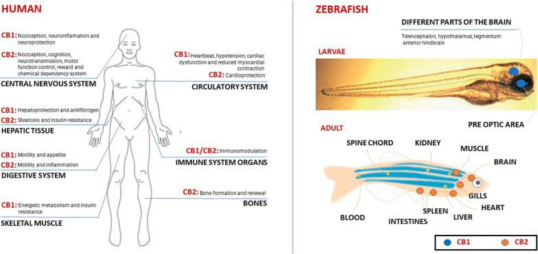 CB1 and CB2 receptors in human and zebrafish (Adapted from Active Pharmaceutica [53])