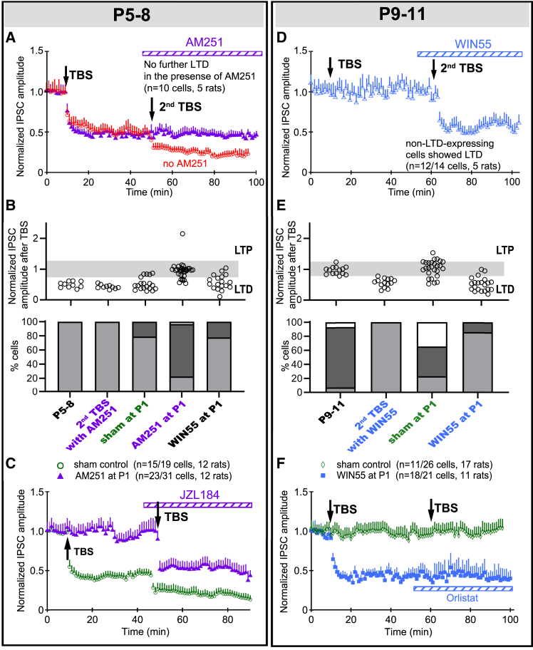 eCB system governs the induction efficacy of LTDGABA and sets the developmental trajectory of LTDGABA in developing VN neurons(A) In P5–8 brain slices, MVN neurons that responded to an initial TBS with LTDGABA could no longer respond to a second TBS with further LTDGABA after the bath addition of AM251 (purple triangles). In a parallel preparation of P5–8 slices (red circles), a second TBS could induce further LTDGABA in LTDGABA-expressing MVN neurons.(B) Bar charts summarizing the individual PSCGABA (top) and the percentages (bottom) of P5–8 MVN neurons to TBS after sham or P1 a.m.251 application, as well as the percentage of cells showing each type of response, viz. LTD (light gray), LTP (white) or no change in PSC amplitude (dark gray).(C) In P5–8 rats pre-treated with AM251 at P1, 74% of sampled MVN neurons in brain slices did not exhibit LTDGABA following an initial TBS (purple triangles), contrasting sham control rats in which 79% of sampled neurons showed LTDGABA (green circles, p < 0.001). With the bath addition of JZL184, a second TBS could induce LTDGABA in 80% of sampled MVN neurons that were non- LTDGABA-expressing with the first TBS (purple triangles).(D) In P9–11 slices, all sampled MVN neurons that did not respond to an initial TBS could then be induced to express LTDGABA with a second TBS after the bath addition of WIN55.(E) Bar charts summarizing the individual PSCGABA (top) and the percentages (bottom) of P9–11 MVN neurons to TBS after sham or P1 WIN55.(F) In P9–11 rats pre-treated with WIN55 (blue squares) at P1, 86% of sampled MV neurons in brain slices exhibited LTDGABA after the first TBS, contrasting sham control rats in which only 23% of sampled MVN neurons showed LTDGABA (p < 0.001). These LTDGABA-expressing cells could not respond to a second TBS with further LTDGABA after the addition of Orlistat to the bath. Mean ± SEM are shown. Fisher’s exact test Bonferroni’s correction for multiple measurements was used to evaluate change in responses to TBS in (B) and (E).