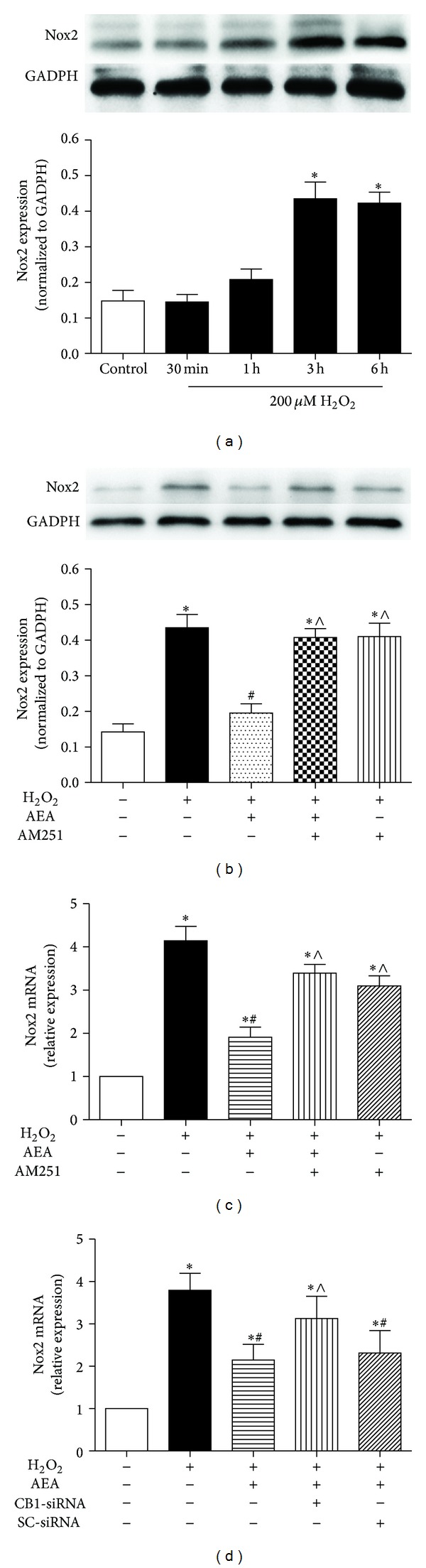 Nox2 expression was inhibited in the presence of AEA via CB1. (a) Nox2 expression was increased in HT22 cells exposed to H2O2 in a time-dependent manner. Then the cells were divided into five groups, Control: cells cultured in drug-free medium; H2O2: cells exposed to 200 μM H2O2 for 3 h; AEA + H2O2: cells exposed to 10 μM AEA plus 200 μM H2O2 for 3 h; AM251 + AEA + H2O2: cells exposed to 10 μM AEA plus 10 μM CB1 antagonist AM251 in the presence of 200 μM H2O2 for 3 h; AM251 + H2O2: cells exposed to 10 μM AM251 plus 200 μM H2O2 for 3 h. Nox2 protein expression (b) and mRNA transcription (c) were evaluated by western blotting and real-time PCR, respectively. (d) Incubation with CB1-siRNA for 5 h abolished the AEA-induced inhibition of Nox2 mRNA transcription. Results are expressed as means ± SD (n = 4). *P < 0.05 versus the control (no H2O2, no AEA, and no AM251 or siRNA), # P < 0.05 versus the cells exposed to H2O2 alone, and ∧ P < 0.05 versus the cells exposed to AEA plus H2O2.
