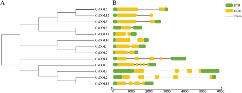 Phylogenetic and gene structure analyses of cannabis CsCOL genes. a Phylogenetic analysis. b Gene structures. The exon, untranslated region (UTR), and intron are represented by the yellow and green rectangles, and a black line, respectively