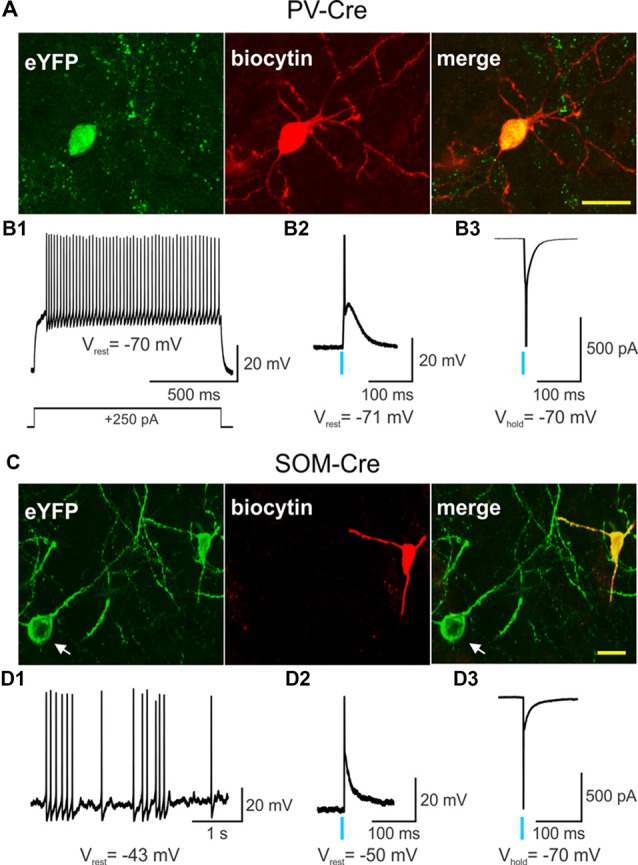 Single action potentials are generated by a brief light pulse in parvalbumin (PV)- and somatostatin (SOM)-expressing interneurons. Confocal images of biocytin-filled PV- (A) or SOM-expressing (C) interneurons (red) that also express eYFP from 2 months-old wildtype (WT) PV- and SOM-Cre mice. In (C) the cell body of a SOM-expressing interneuron that also expresses eYFP but was not recorded from is visible (white arrow). Scale bar = 20 μm. (B1) Voltage response to a depolarizing, suprathreshold current injection in a PV-expressing interneuron that also expresses channelrhodopsin-2 (ChR2) and eYFP. Recordings of a PV-expressing interneuron co-expressing ChR2/eYFP in current-clamp (B2) and in voltage-clamp (B3) modes show that a brief light pulse (0.5 ms, 470 nm, 3 mW) produces an action potential. The action potential in the bottom trace was truncated for the figure. (D1) Spontaneous firing of a SOM-expressing interneuron that expresses ChR2/eYFP in current-clamp mode. A brief light pulse (0.5 ms, 470 nm, 3 mW) produces an action potential in a SOM interneuron recorded in current-clamp (D2) and in voltage-clamp (D3) modes. The action potential in the bottom trace was truncated for the figure. In this and in subsequent figures, a blue vertical line indicates the delivery point of a single blue light stimulation pulse.