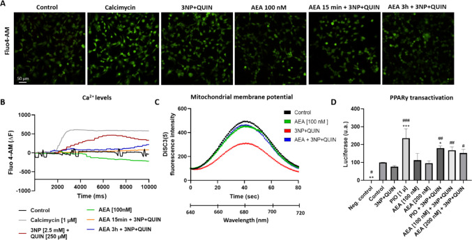 Effect of AEA on changes in calcium levels, mitochondrial membrane potential and PPAR γ transactivation in 3NP + QUIN exposed neuronal cells (A) Neurons exposed to different treatments: Control, Calcimycin (1 µM), 3NP (2.5 mM) + QUIN (250 µM), AEA (100 nM), AEA (100 nM) for 15 min + 3NP + QUIN, 100 nM AEA for 3 h + 3NP + QUIN; all in cells loaded with Fluo4-AM as a calcium marker. (B) Quantification of changes in calcium levels, detected by Fluo4-AM fluorescence, after the different treatments. (C) Fluorescence intensity of the DiSC3(5) probe after 6 h of treatment with AEA and an additional 24 h of treatment with 3NP + QUIN in digitonin-permeabilized cells; n = 3 experiments per group, with 1 measurement per experiment. (D) Luminescent luciferase signal as an indicator of PPARγ transcriptional activity in cortical neurons nucleofected with the Gal4-PPARγ-luciferase construct after 5 h of pretreatment with AEA followed by 1 h of exposure to toxins. All data are presented as means ± SD. Statistical significance was calculated by one-way ANOVA followed by Bonferroni’s multiple comparisons test. (*) Denotes differences vs. the control. (#) Denotes differences from 3NP + QUIN. * p = 0.0394, ** p = 0.0043, *** p < 0.0001, # p = 0.0377, ## p = 0.0071, ### p < 0.0001