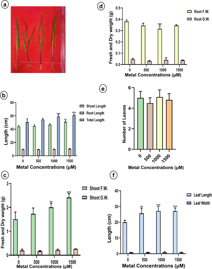 Morphometric characters (a) Morphology, (b) Shoot, root and total length, (c) Shoot fresh weight and dry weight, (d) Root fresh weight and dry weight, (e) Number of leaves and (f) Leaf length and width of napier grass under Li treatment. Data are expressed as mean ± SD. Significant differences were determined using ANOVA and Dunnett’s test (*p < 0.05, **p < 0.01, ***p < 0.001).