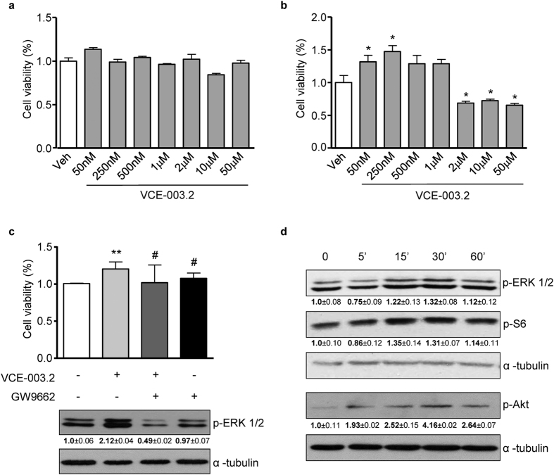 Prosurvival effect of VCE-003.2 in hippocampal neural progenitor HiB5 cells.(a,b) HiB5 cells in proliferative and differentiation conditions respectively were incubated with increasing concentrations of VCE-003.2 and cell viability was assessed using the MTT test after 48 h. (c) Cell viability and ERK1/2 phosphorylation status (activation) was determined in VCE-003.2-treated cells in the absence or presence of GW9662 (5 μM). (d) VCE-003.2 time-dependent regulation of the ERK, Akt and mTORC1 signaling pathways were determined by incubation with anti-phospho-ERK, phospho-Akt and phospho-S6 antibodies. Loading control was performed with α-tubulin antibody. Representative western blots and densitometry quantification of three independent experiments are shown. Values are expressed as means ± S.D. *p < 0.05; **p < 0.01 vs. Vehicle; #p < 0.05 vs. VCE-003.2.