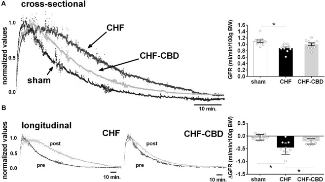 Effect of CHF and CBD on Glomerular Filtration Rate. Shown in panel (A) are representative tracings of FITC fluorescence decay curves in one sham, CHF, and CHF-CBD rat. Shown in the right panel are summary data illustrating the effect of CHF and CHF with CBD on GFR. Note GFR was significantly lower in CHF vs. sham, but that GFR in CHF-CBD was not significantly higher than in CHF. Panel (B) represents longitudinal assessment (pre and post) of GFR in one CHF and one CHF-CBD rat. Shown in the right panel are summary data illustrating the analysis of change in GFR from pre to post condition in each experimental group. Results are expressed as mean ± SEM. n = 10 animals per group. *p < 0.05 vs. sham via ANOVA with Sidak-Holm multiple comparison tests.
