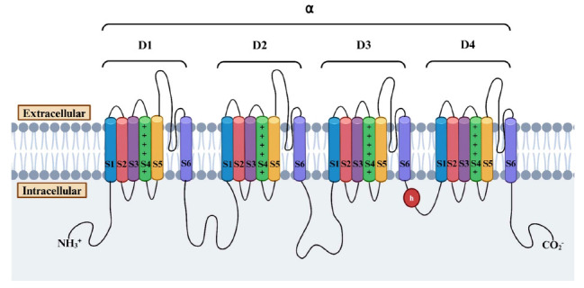 Schematic representation of voltage-gated ion channels showing their intricate architecture and key features. The α-subunit serves as the core of the channel and is composed of four homologous domains (D1-D4), each housing six transmembrane segments (S1-S6). The S1-S4 segments form the voltage-sensing module that detects changes in membrane potential, while the selectivity filter consists of the pore loops between the S5 and S6 segments.