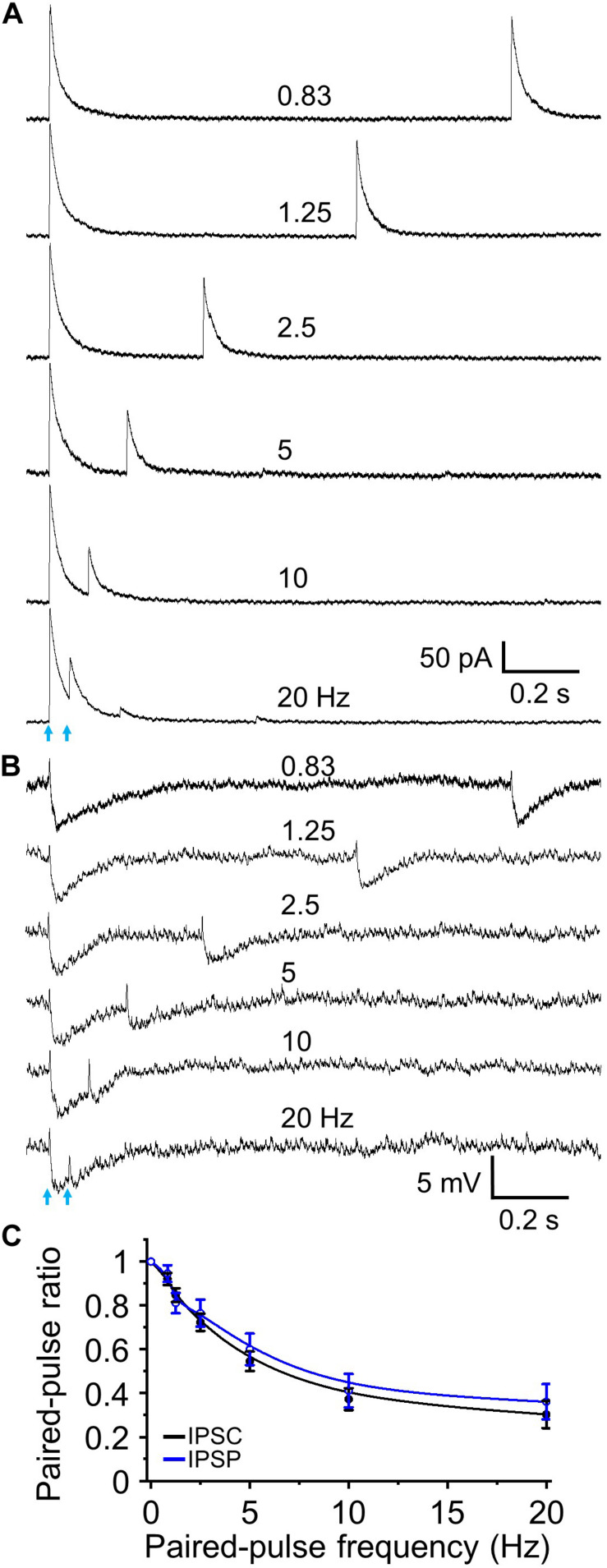 Paired-pulse optical simulation induced short-term synaptic depression of IPSCs and IPSPs. (A) Representative traces showing optical stimulation-initiated IPSCs at a holding potential of 0 mV to interstimulus frequencies of 0.83 to 20 Hz. (B) Optical stimulation-initiated IPSPs at resting membrane potential at interstimulus frequencies of 0.83 to 20 Hz. The rest membrane potential was –67.3 mV in this example cell. (C) Population data for paired pulse ratios of IPSC and IPSP peak amplitude of the test pulse to control. N = 9 for IPSCs and n = 6 for IPSPs.
