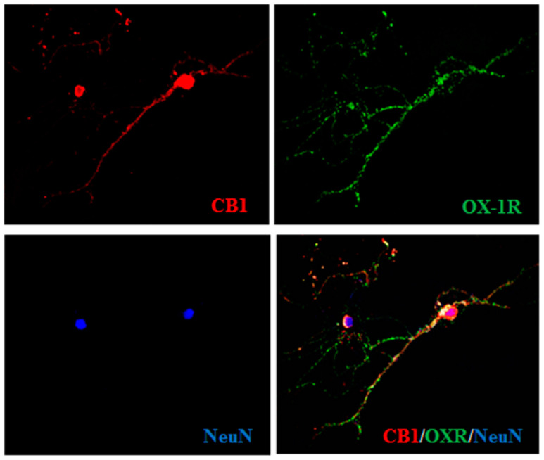 Expression of cannabinoid type-1 (CB1) and orexin-1 receptor (OX-1R) in primary cortical neurons. Representative micrographs of immunocytochemical staining of the CB1 (red signal) or OX-1R (green signal) receptors in a primary culture of cortical neurons. Neuronal-specific nuclear protein (NeuN) antibody (blue signal) was used as marker of neuronal cells. Scale bar: 20 µm.